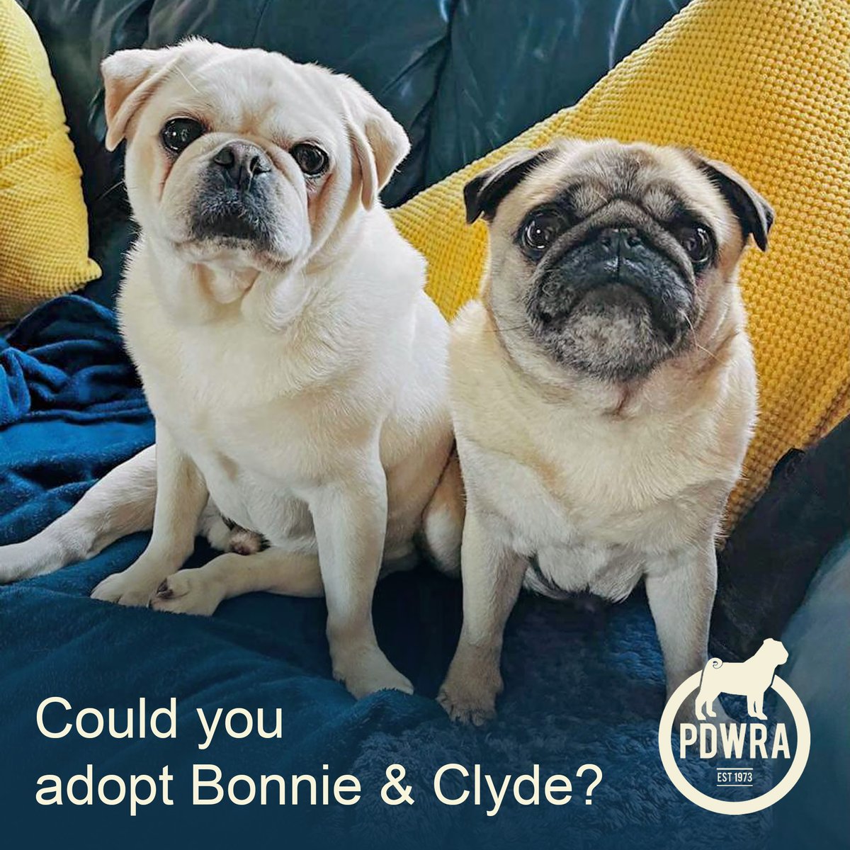 Clyde and Bonnie are a strongly bonded, loving pair, 5 & 6 years old. They are being rehomed only due to an unfortunate allergy their young human had in their previous family. Find out more here - 
ecs.page.link/RPnA7 
#pdwra #pugcharity #pugwelfare #foreverhome #pugadoption