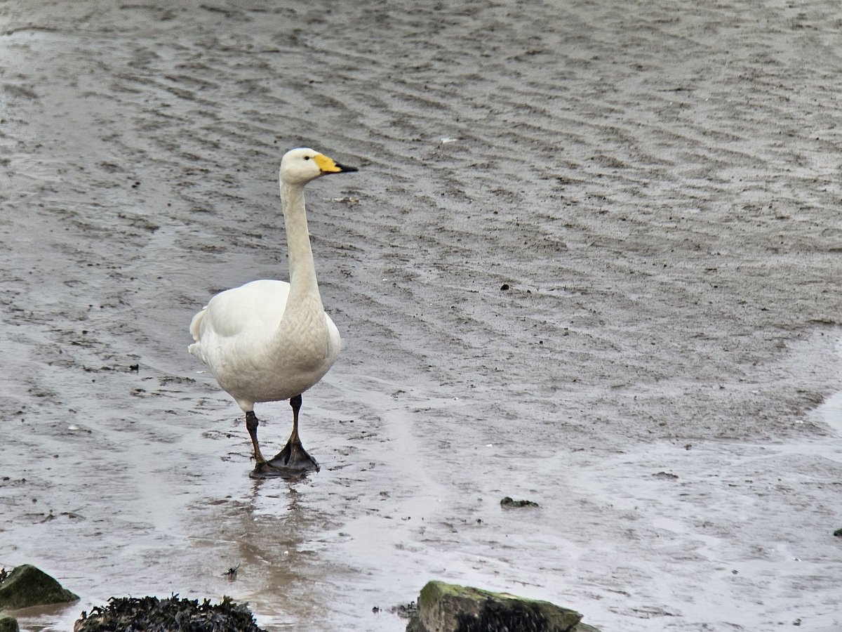 Didn't expect to see a Whooper Swan on the estuary with Mute Swan flock at Canal Foot, Ulverston. Presuming a known and long-staying injured bird? Very approachable and appears to have damage to left wing #CumbriaBirds