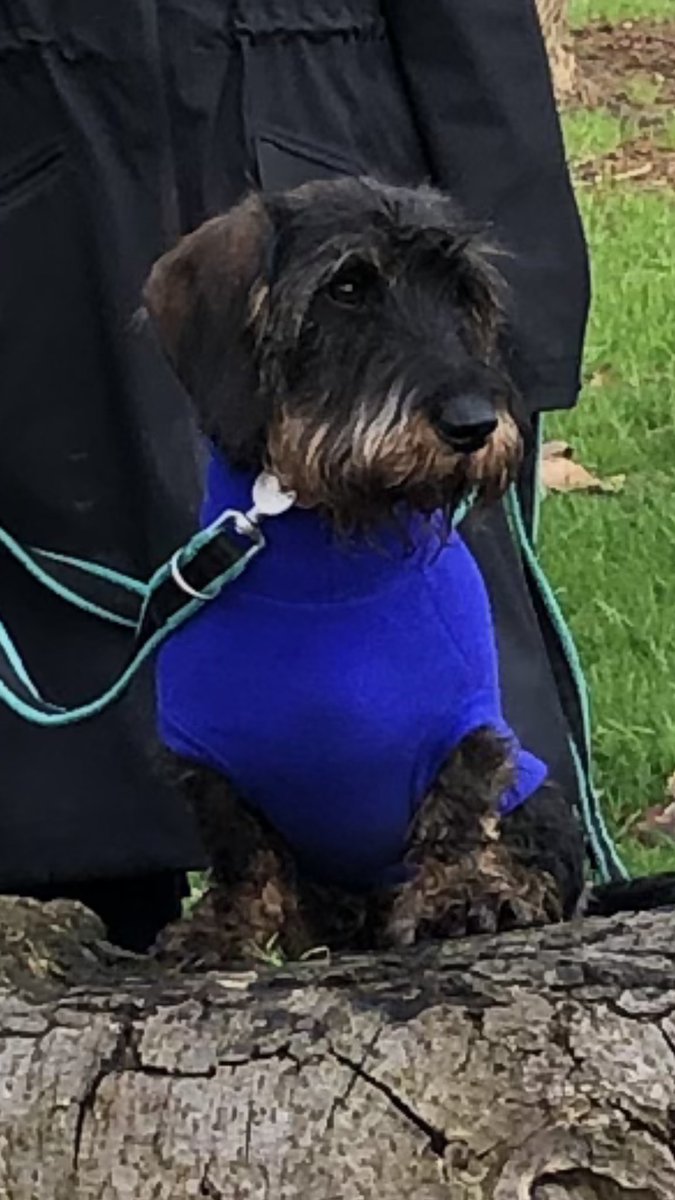 fmldogtraining's tweet photo. 1:2:1 Dog Trainer🐕‍🦺-Puppy Training &amp; Classes 🐶-Home Visits 🏠-North London 
If you would like to discuss any puppy problems or concerns, have an older dog displaying unwanted behaviour call Paul on 07831 562009 to see how I may be able to help you…🐾 https://t.co/YJQNqjtfB3