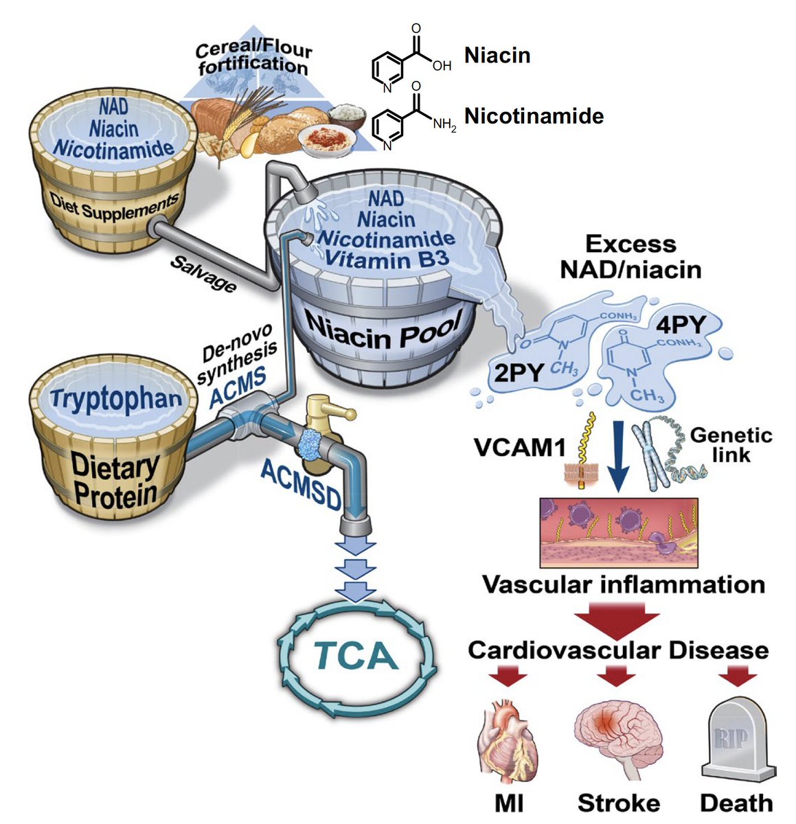 Eric Topol (@erictopol) on Twitter photo Niacin, the B vitamin that was previously used to improve lipid profile and reduce the risk of heart disease, promotes arterial inflammation and cardiovascular risk through its metabolites
nature.com/articles/s4159…
<a href="/NatureMedicine/">Nature Medicine</a> Niacin, the B vitamin that was previously used to improve lipid profile and reduce the risk of heart disease, promotes arterial inflammation and cardiovascular risk through its metabolites
nature.com/articles/s4159…
<a href="/NatureMedicine/">Nature Medicine</a>