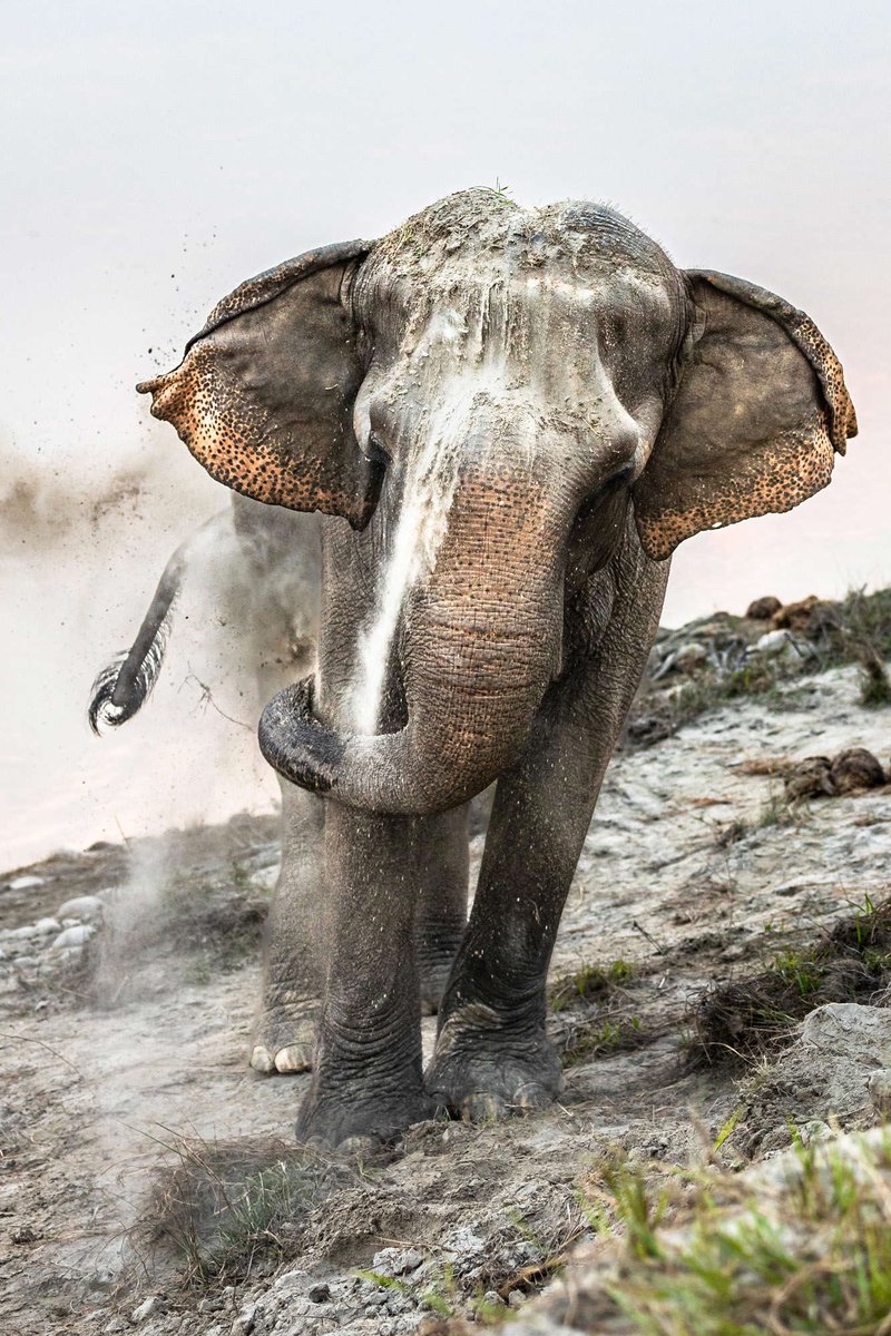 ¡¡PREMIOS MUNDIALES DE FOTOGRAFÍA SONY 2024!!

"Un baño de arena protege la piel de un elefante contra las picaduras de insectos y lo mantiene cálido en los meses más frescos de invierno; y la fina arena que se encuentra a lo largo del río Narayani es perfecta.

FOTO: Ju Shen Lee