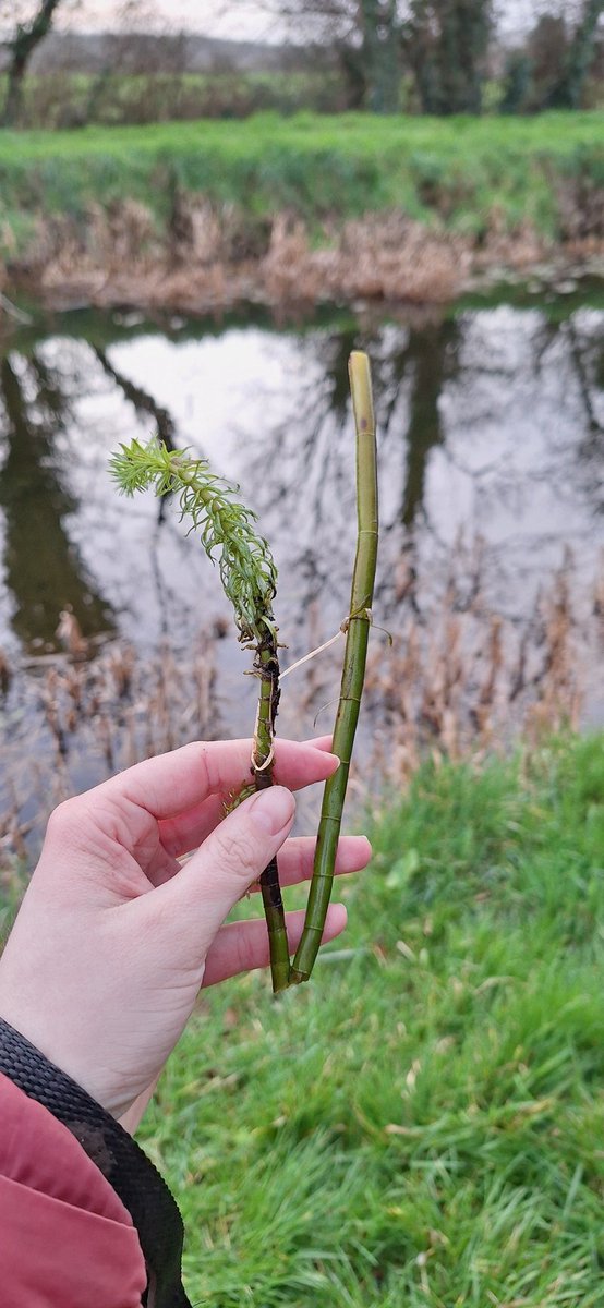 Geeniegii's tweet photo. @collieennis found this plant in the canal, would it be suitable for my pond or is it invasive? https://t.co/eClKlqTQoE