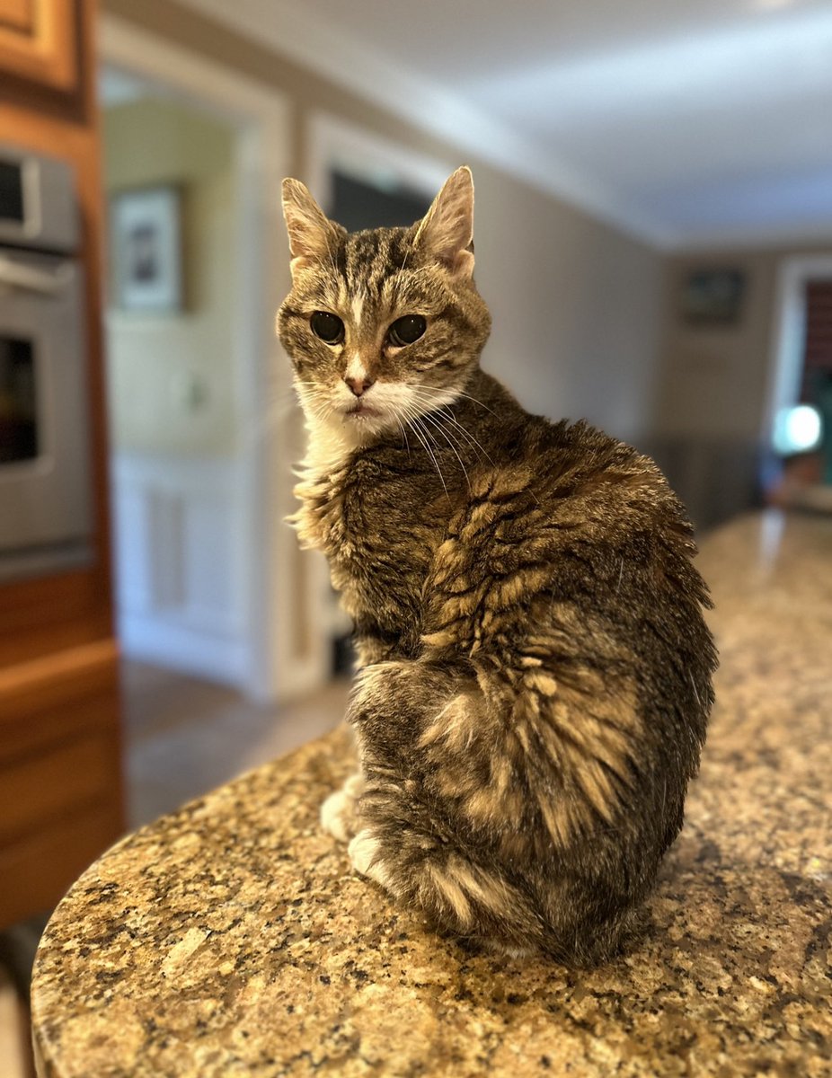 LuvPugFDN's tweet photo. Miss Kitty has been on daily medication for the last two years and has blood work done regularly. Thier medical care has been funded with the support of donors of the LuvPug Foundation 
They will continue to live out their best lives with each other &amp; a loving home with @luvpug https://t.co/JdK6ziyqkz