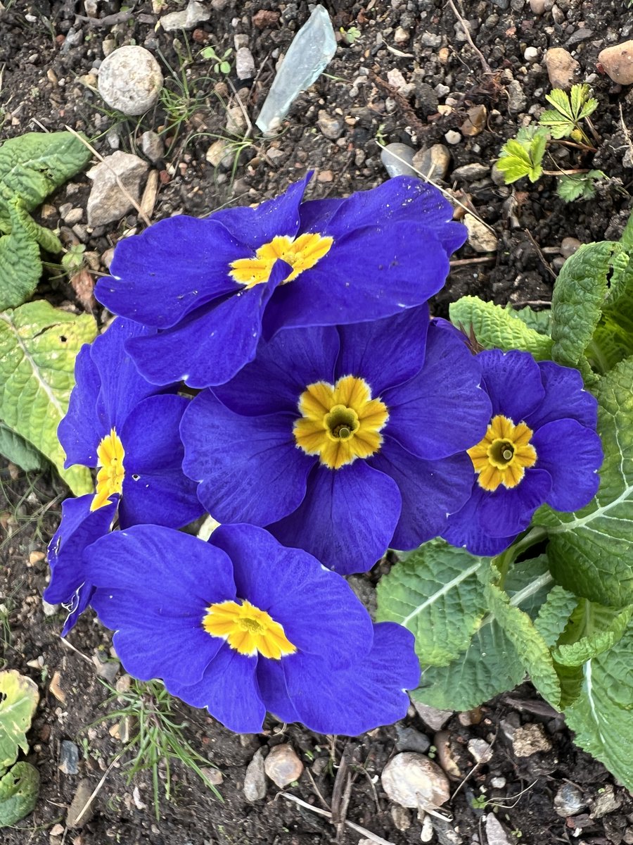 SPUG123's tweet photo. More pre-Spring colour, in the hedged garden. https://t.co/VO6LjY2yj5