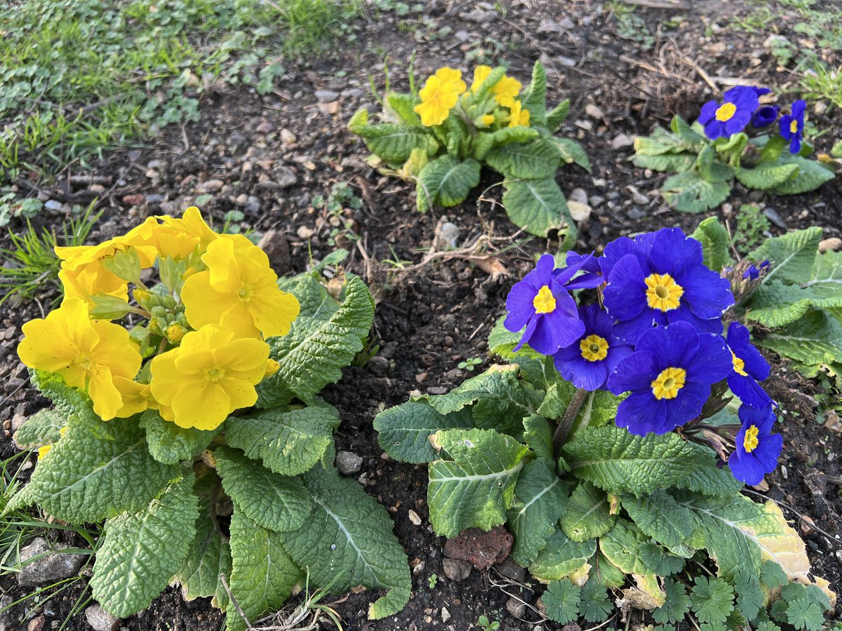 SPUG123's tweet photo. More pre-Spring colour, in the hedged garden. https://t.co/VO6LjY2yj5