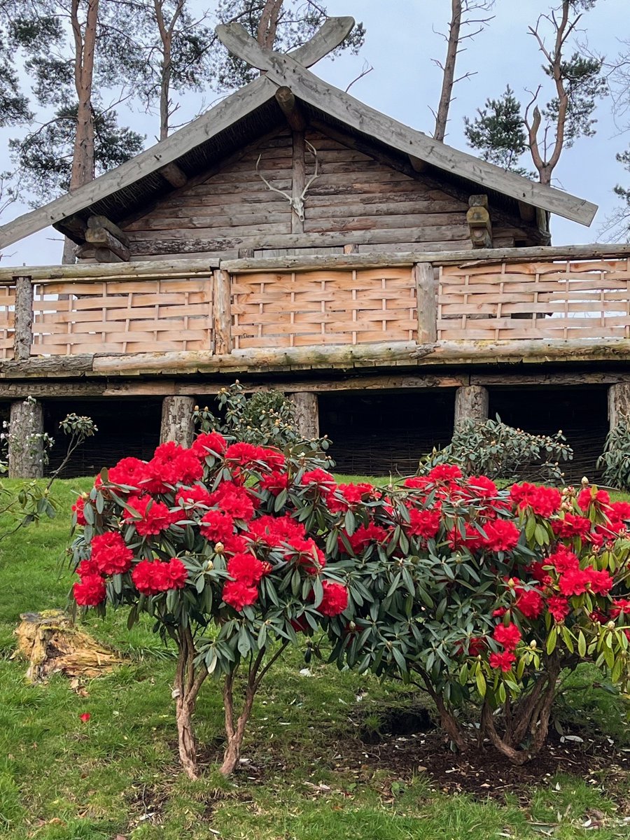 Here's an early flowering rhododendron enjoying this February warm spell. The bright red blooms of this Choremia 'Tower Court' contrast starkly against the wood of the Norse Hut in the Himalayan Garden. #Spring #gardening #YORKSHIRE