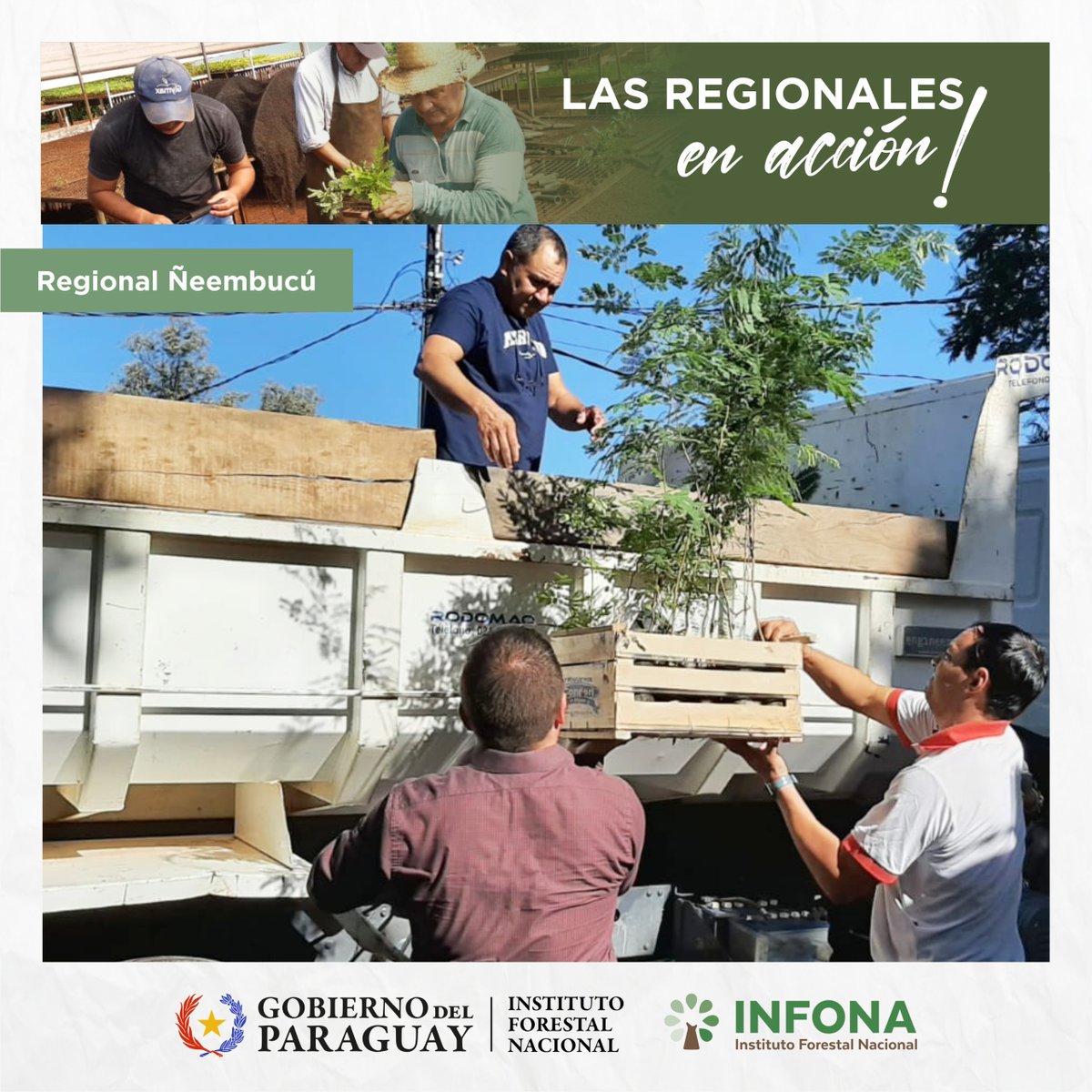 InfonaPy's tweet photo. ➡ Entregamos plantines forestales 🪴 al Colegio Italiano Santo Tomás, en el marco de un proyecto cuyo objetivo es arborizar dos plazas de Pilar y concienciar sobre la arborización en espacios de dispersión y recreación 🌳🌳

#infonapy #ñeembucú #GobiernoDelParaguay https://t.co/XSNnef94j6
