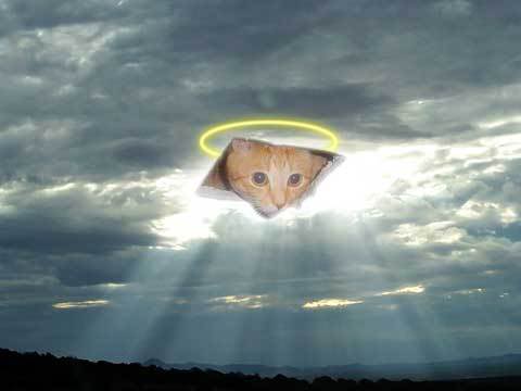 JohnnyNam14's tweet photo. 🐱🐱 https://t.co/CDHFFdkxYg