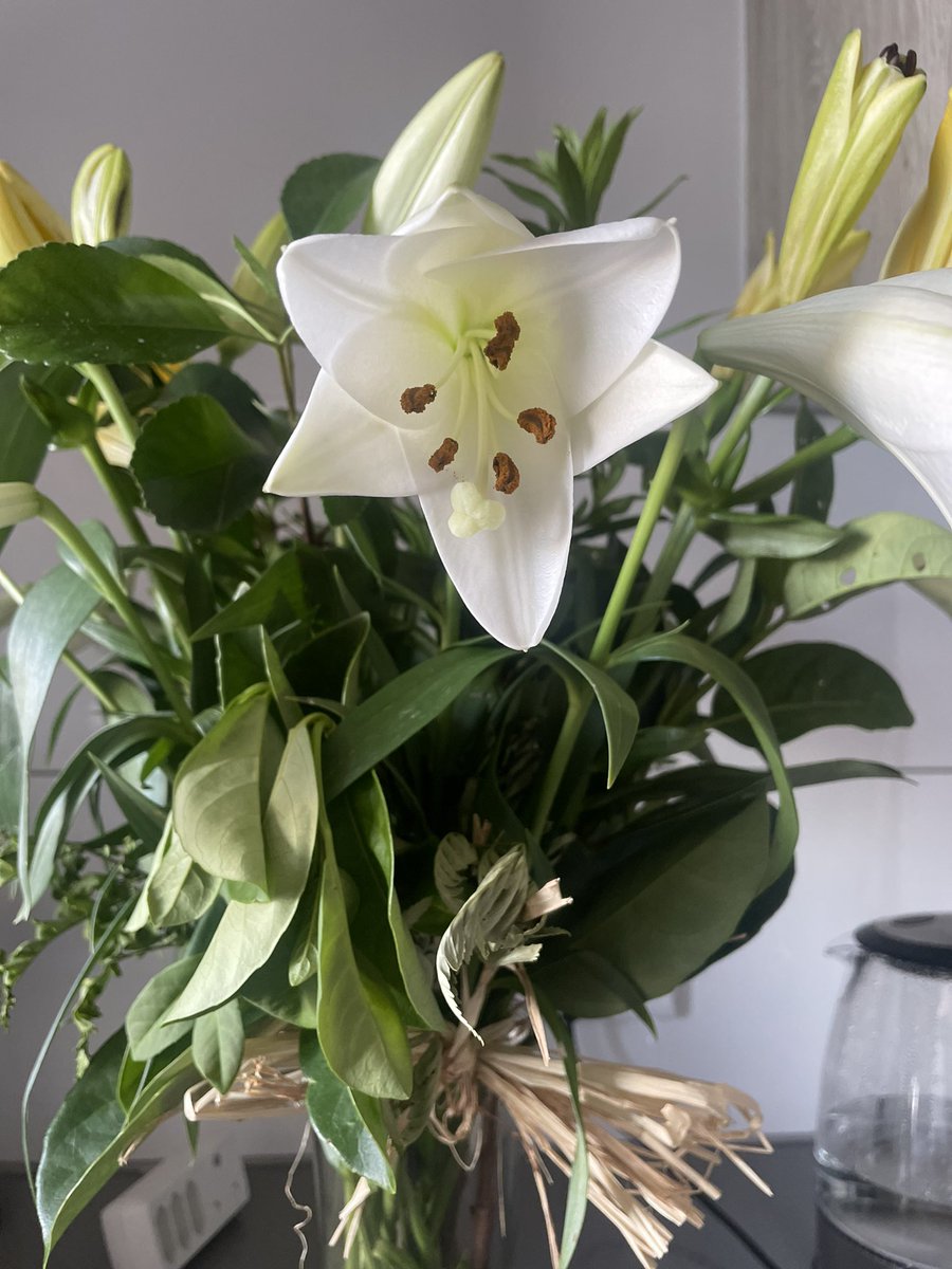 thisuserstressy's tweet photo. I mentioned once in passing that my favourite flowers are Lillies. Would you look at that🥹 https://t.co/ZReOFpA6wD