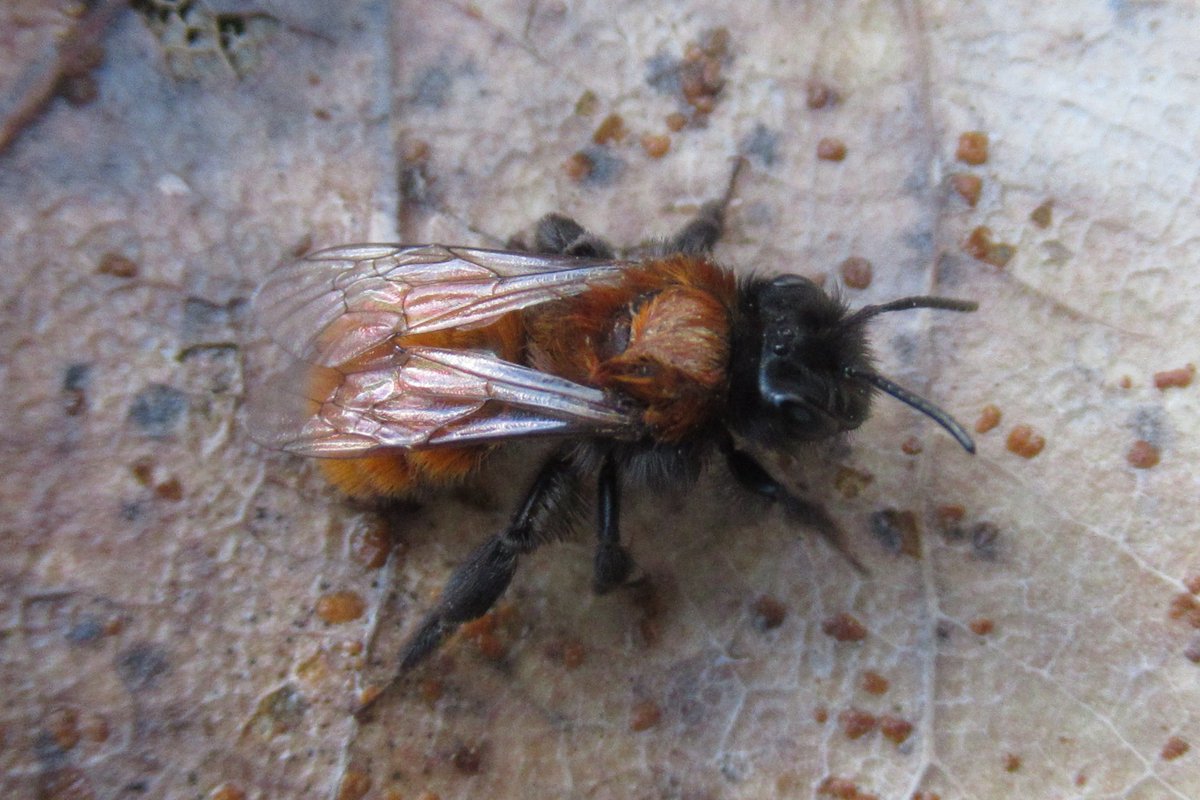 jewels_andrew's tweet photo. A rather attractive Tawny Mining Bee (Andrena fulva) in Upshire, Essex today was a nice sign of spring. #EssexWildlife #UKBees https://t.co/IecxGYtNIP