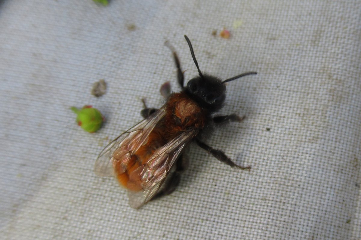 jewels_andrew's tweet photo. A rather attractive Tawny Mining Bee (Andrena fulva) in Upshire, Essex today was a nice sign of spring. #EssexWildlife #UKBees https://t.co/IecxGYtNIP