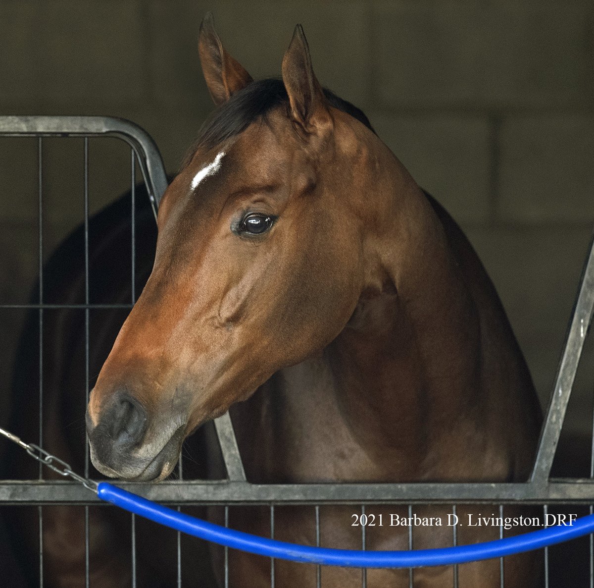 ECHO ZULU at Del Mar on November 1, 2021 Four days later, she won the G1 Breeders' Cup Juvenile Fillies in a runaway performance.
