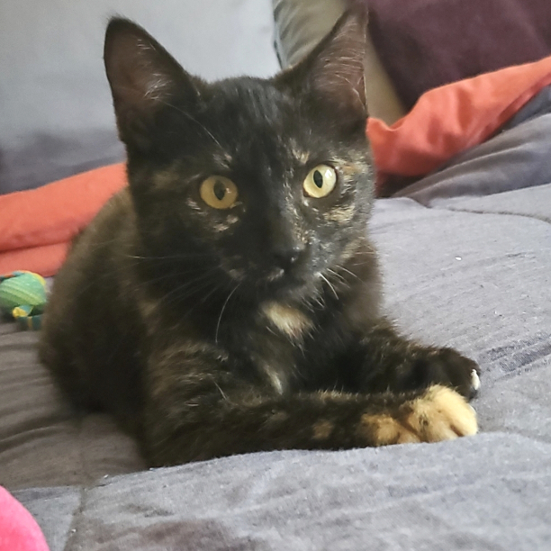 NAME THIS KITTEN! This kitten formally known as Scooter needs a new name. Please remember: her name cannot reference her special needs. Thanks.
#snapcats #specialneedscats #snap_cats #lukiehouse #specialneedsrescue #specialneedscatrescue #tortiecats #tortietude #tortiesrock