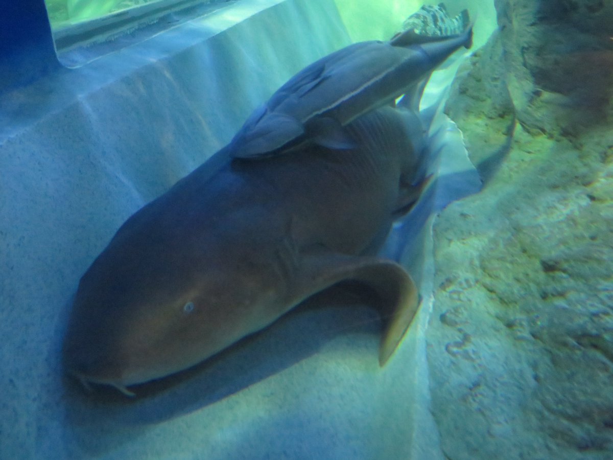 ゲオザーグ＠コスプレイヤー捕食（撮影）用 tweet media