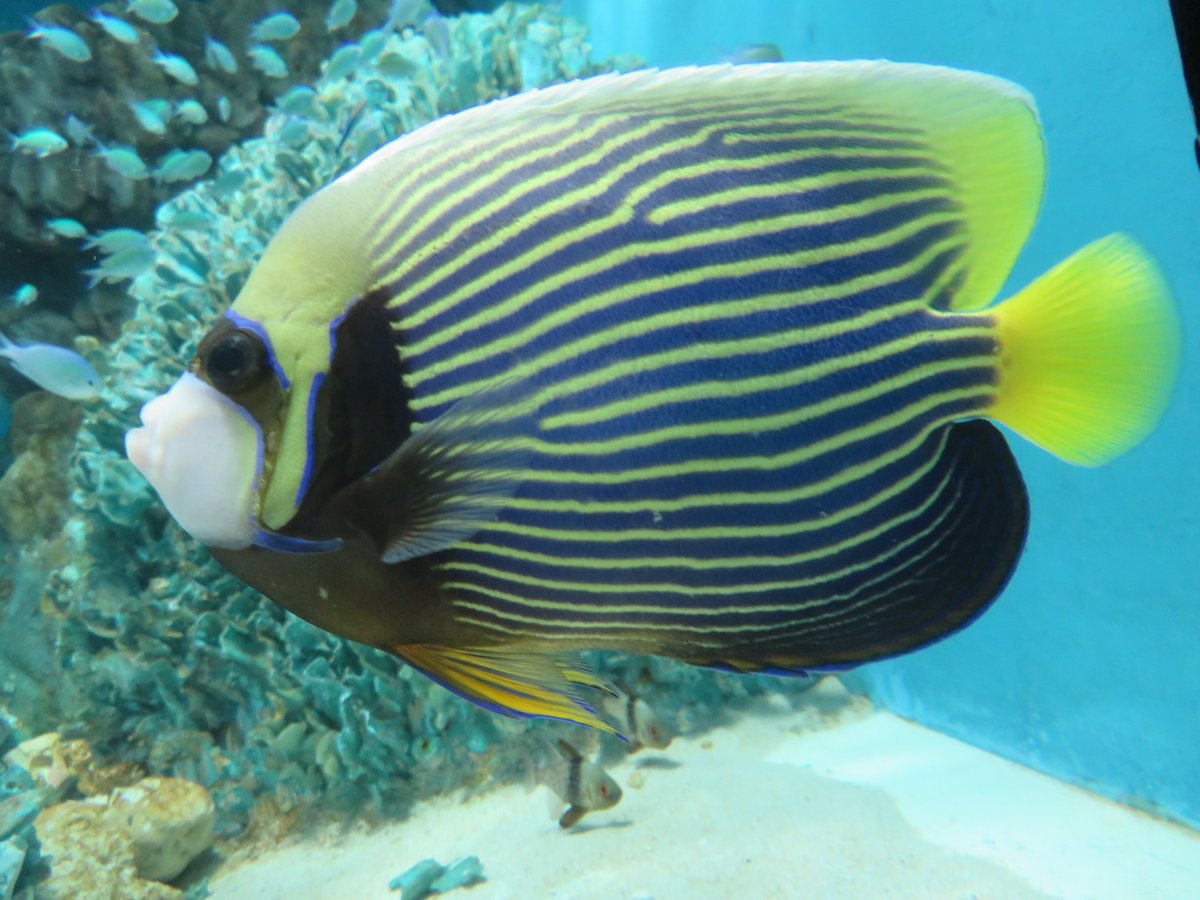 ゲオザーグ＠コスプレイヤー捕食（撮影）用 tweet media