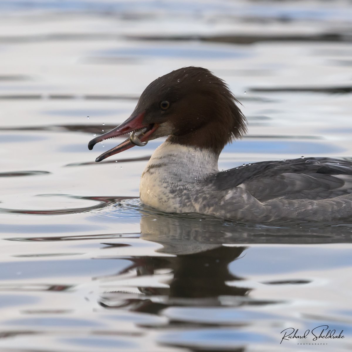 Goosander, swallowing a fish Diving and hunting on the edge of a small lake, finally came up with the fish #sharemondays2024 #appicoftheweek #wexmondays #fsprintmonday #goosander