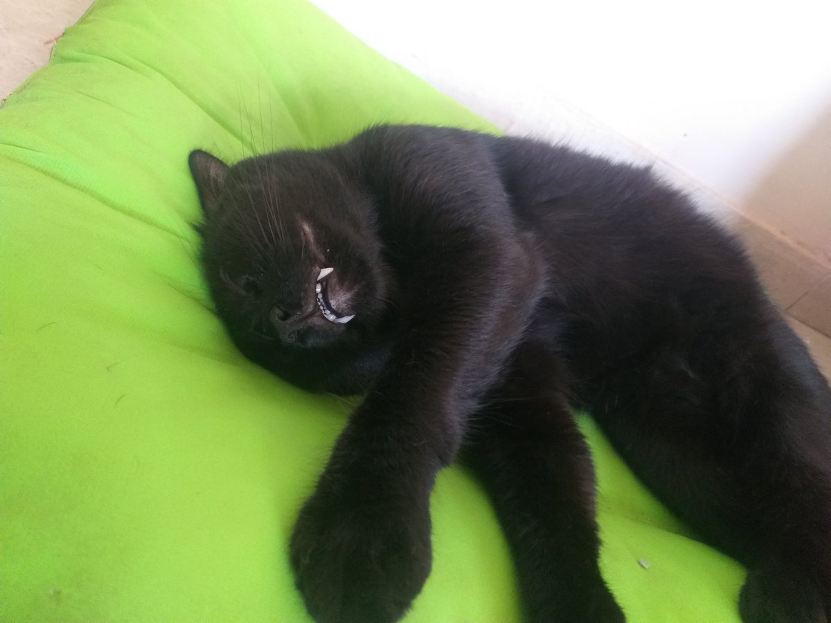 q gracioso tener un gato pelotudo corte lo ves y te cagas de risa mal