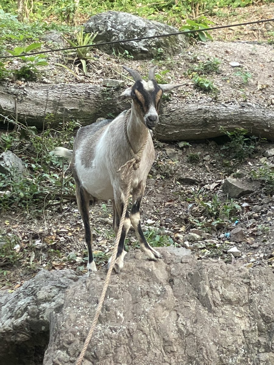 All my life I’ve never seen a knock knee goat until yesterday.