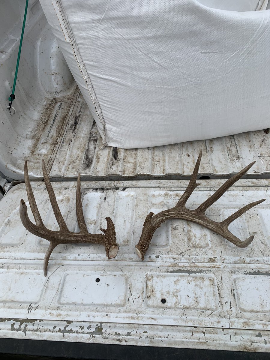 old_salty67's tweet photo. Found an early surprise Saturday February 17! Best matching set to date for me. He’s 4.5 and his sheds score approximately 155. Hoping he makes it 2 more years🙏🏻 letemgrow  #shed #shedhunting #lowfence #freerange #bigbuck #southtexas  #southtexashunting #whitetail #thankyoujesus https://t.co/16pwwpJNDZ