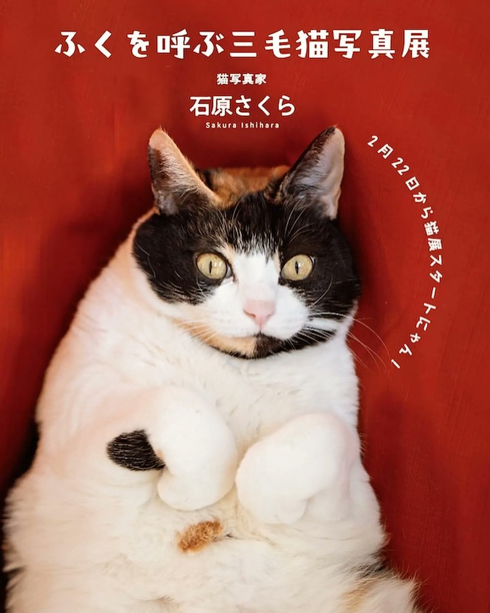 sakuraquiet's tweet photo. 世田谷代田の縁起物書店ふくもの堂で「ふくを呼ぶ三毛猫写真展」を開催します🐱後半29日から在廊していますので遊びに来てくださいませ😸
2/22（木）、23（金・祭日、24（土）、28（水）、29（木）、3/1（金）、2（土）13時〜18時（最終日は17時まで）@fukumonodo  #三毛猫 #那須の長楽寺カレンダー https://t.co/Vx372NGAtJ