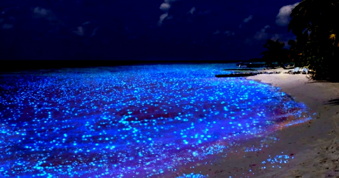 ¡Descubre la magia del tour de la #Bioluminiscencia! Maravíllate con luces naturales y vida marina en la oscuridad.

¡Una experiencia nocturna imperdible! Te atreves a nadar en estas aguas mágicas? 🌊✨

📷 FB topadventure

@GoQuintanaRoo #CaribeMexicano #México