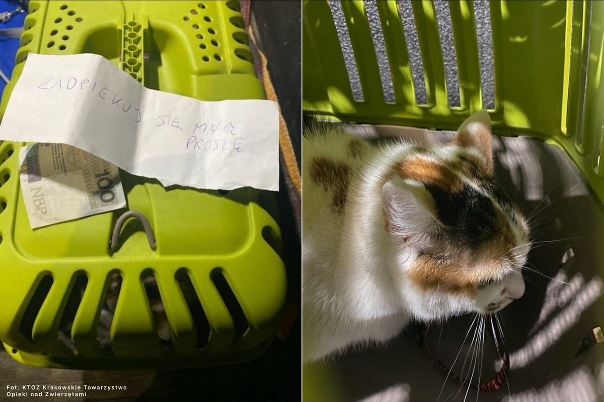 W jednym z krakowskich bloków, w windzie ktoś zostawił kota. Zwierzę było umieszczone w transporterze, do którego dołączono 100 zł oraz karteczkę z napisem: "Zaopiekuj się mną, proszę".

„Teraz jego domem jest schronisko. Oby jak najkrócej” - informuje KTOZ.
