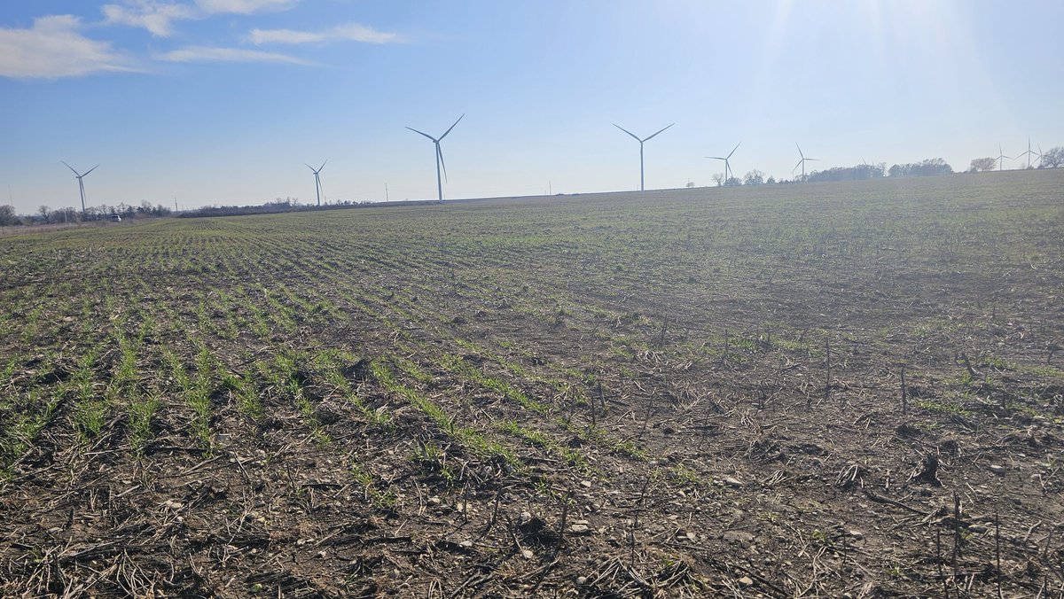 Topeka Kansas .. looking excellent! @StoneX_Official All at various stages of development National Agricultural Statistics Service (NASS) : rates 54% of Kansas winter wheat good to excellent, and optimism has bloomed regarding the 2024 harvest.