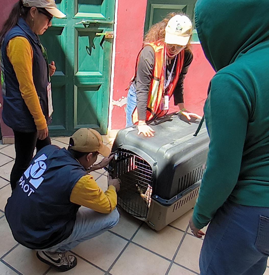 Esta mañana retiramos a un perro que se encontraba con heridas abiertas sin aparente atención veterinaria y sin las condiciones adecuadas de alojamiento. Una protectora independiente le dará el tratamiento médico 🩺 y resguardo🏡. @PAOTmx