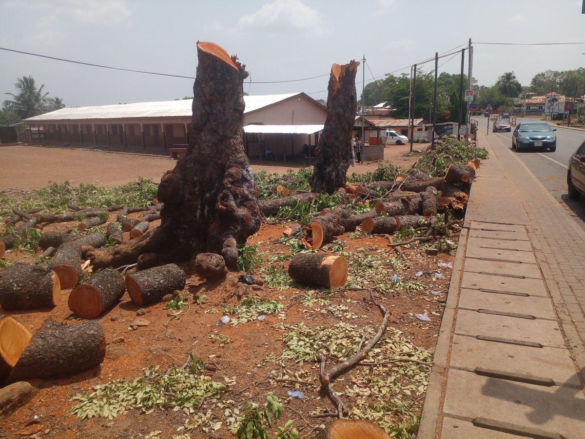 AlbertGooddays's tweet photo. It's sad to see community members destroying trees at this crucial time when there's a global concern about #climatechange, this happened in #Ho. With this behaviour, how are we gonna achieve #EnergyTransition ? https://t.co/TDAb76QDLL