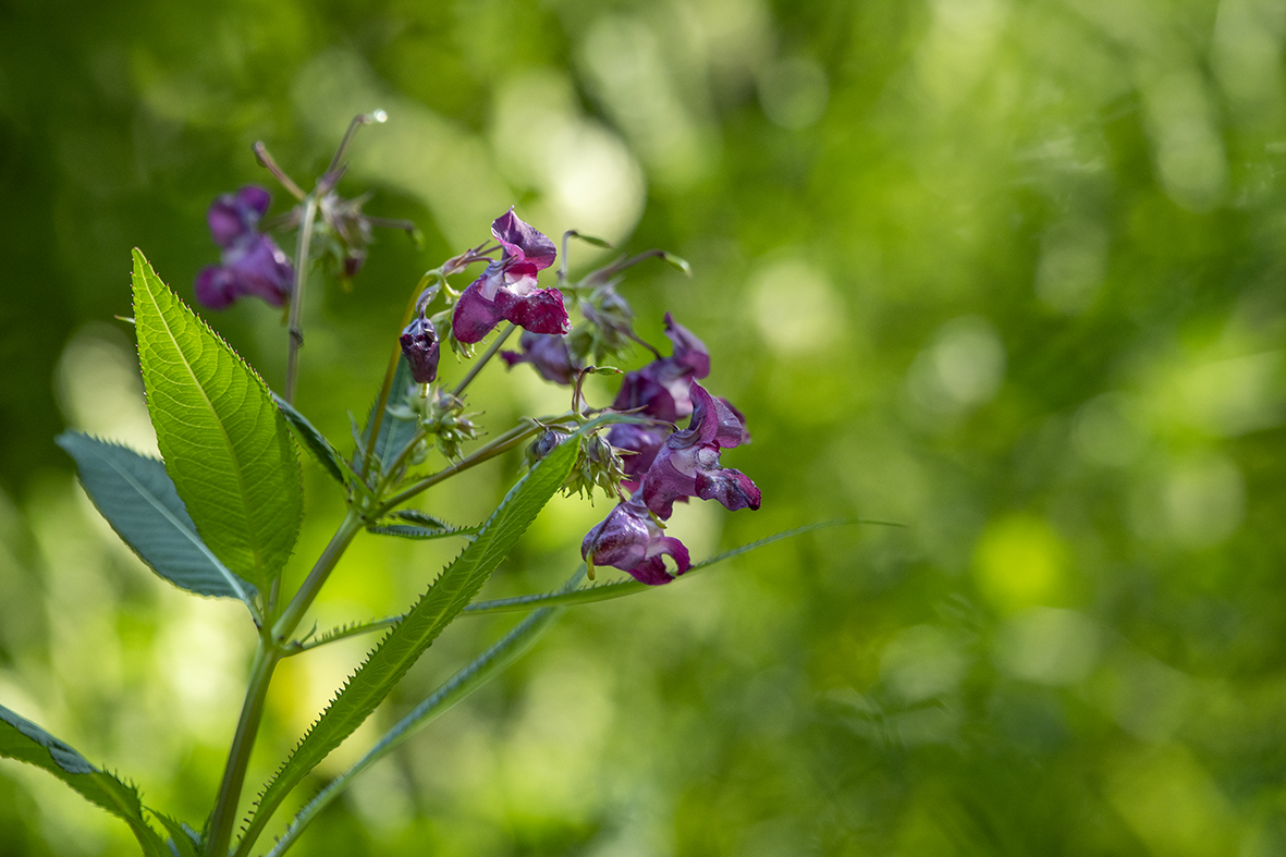 VisitGeopark's tweet photo. Detecting and registering Invasive alien species in our region!
Take a photo, click on the project, and join:
https://t.co/M0CQkru1rh

#HUMANITAproject
#visitgeoparkkarawanken #InterregCentralEurope #natureconservation
📷@UroshGrabner https://t.co/SHZ5LNHNGH