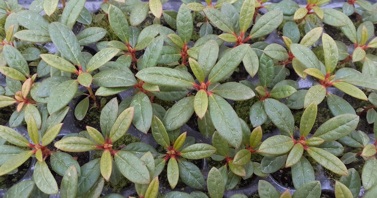 Fleurolex's tweet photo. #vitroplants of Rhododendron "Maxine Childers" still available in cells. 
https://t.co/lUHkxI9n99 https://t.co/LD3jklJkDK