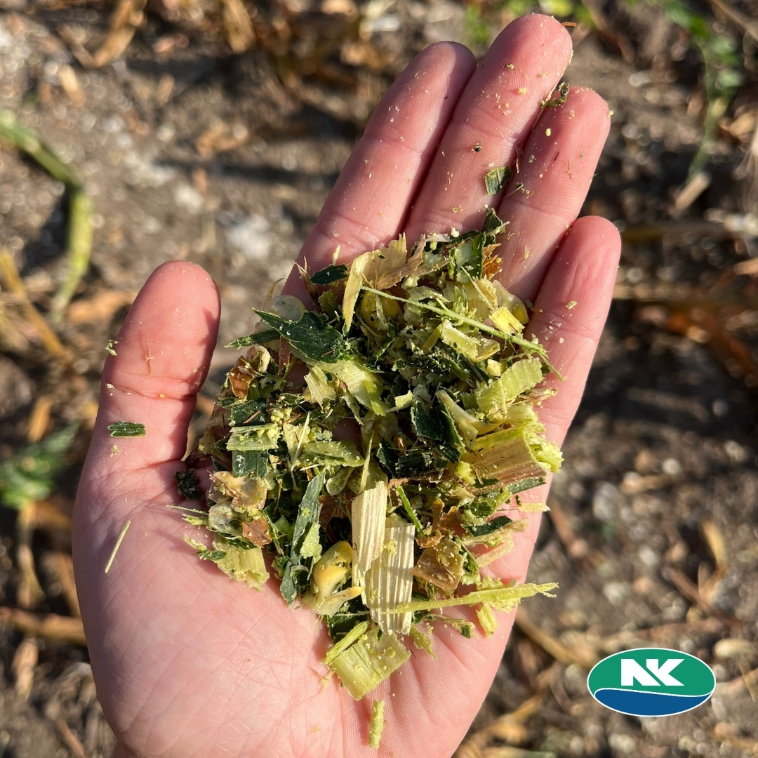 🌟🌽Meet this week's MVP: E107C1 Enogen Corn Hybrid, a.k.a. 'Cow Chow'! 🐄 Shoutout to Amber Soltved for highlighting this game-changer for feed & dairy growers. Curious about what makes it stand out? Dive into Amber's insights!