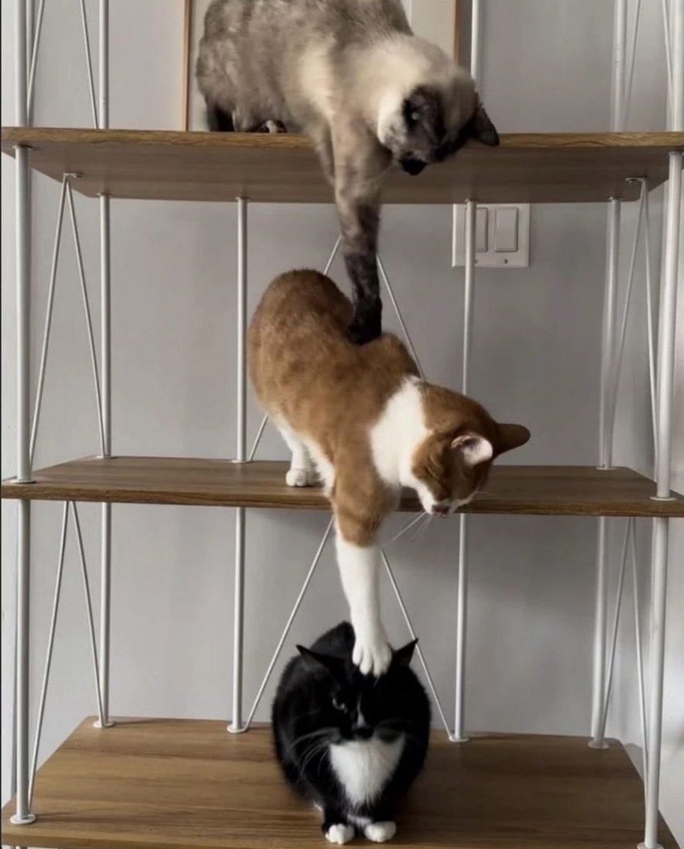 Punch Cat (@punchingcat) on Twitter photo 