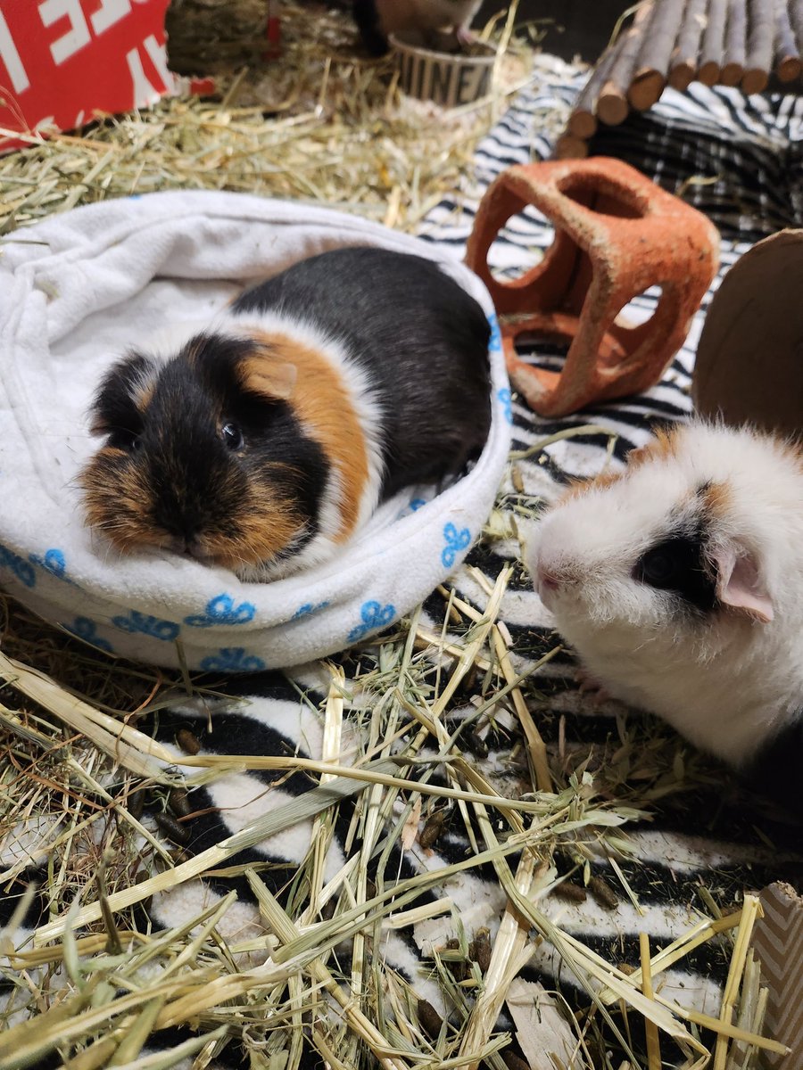 Fudge is not happy! 'Oi cheeks get out my bed!'