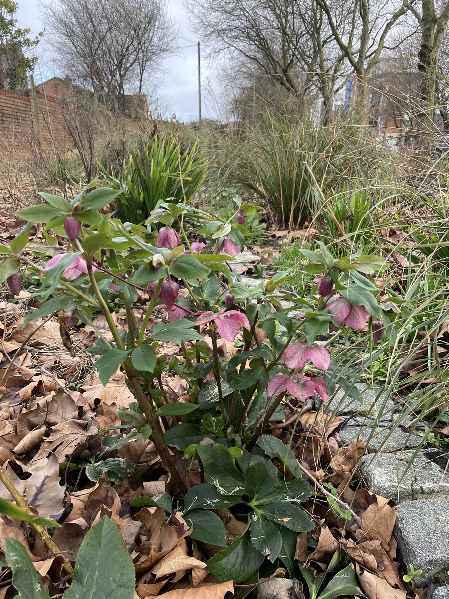 Post winter maintenance with @GoodGymLpool tonight. Everything is flowering so early it’s already lovely