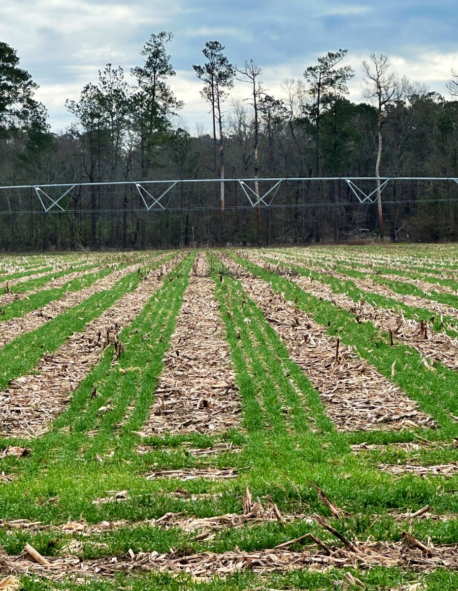 Grower from SC sent me this 20 days apart. 37.5% coverage of the landscape will expand to 70- 80% in a few weeks in the shape of phi. 🫛 going in next month Group IV soybeans going in after the harvest of crops #1, #2 Wheat should act as strip weed control, 💧 mngmt, and…