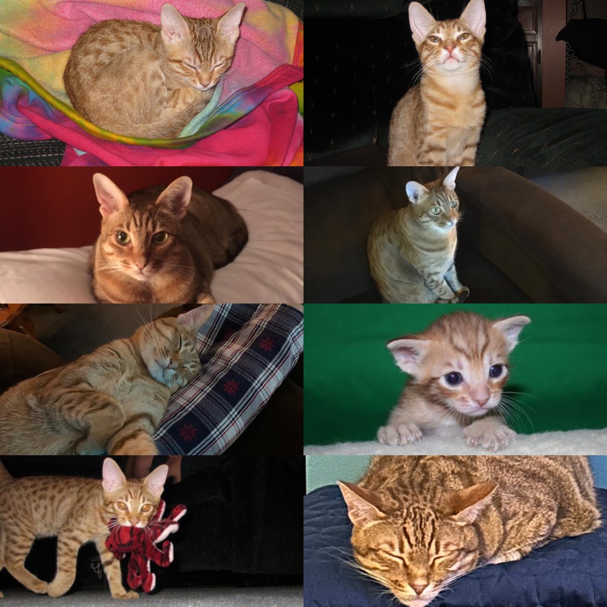 CMHKrause's tweet photo. Happy 13 Birthday Sebastian 🐈 https://t.co/I78hmDftAG