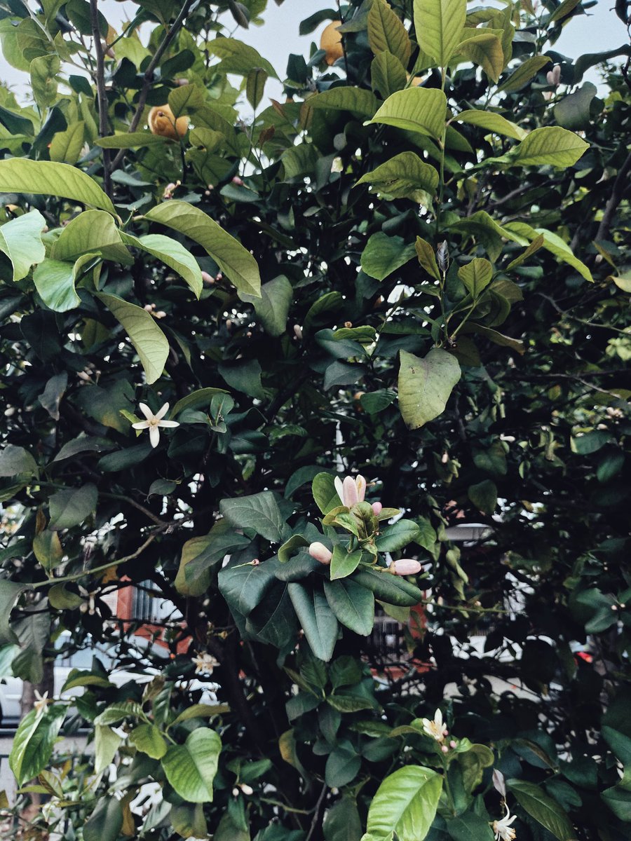 En mi barrio ya ha empezado la  estación más bonita del año