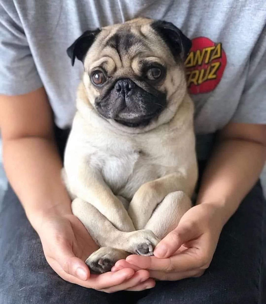 Just chilling with my pug, wearing matching outfits and feeling fabulous 🐶💁‍♀️ #DogGoals #PugLife #MatchingOutfits