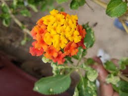 carolinaespada's tweet photo. @bicitrabajo @MIZAUCV @WernerGutierrez @AGiraudG @QuehayenMaracay @kurucuteando @ValeTVCanal5 @UCV_FAGRO @UNBiodiversity @eucv @minsomnioesvzla @jjgallardos comunícate con estos especialistas. Ya estoy planificando mi #Bioisla en mi balcón. Lo que me falta es conseguir cariaquito amarillo anaranjado criollito. https://t.co/GAWi3VF6cK
