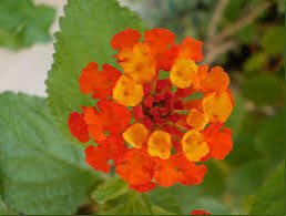 carolinaespada's tweet photo. @bicitrabajo @MIZAUCV @WernerGutierrez @AGiraudG @QuehayenMaracay @kurucuteando @ValeTVCanal5 @UCV_FAGRO @UNBiodiversity @eucv @minsomnioesvzla @jjgallardos comunícate con estos especialistas. Ya estoy planificando mi #Bioisla en mi balcón. Lo que me falta es conseguir cariaquito amarillo anaranjado criollito. https://t.co/GAWi3VF6cK