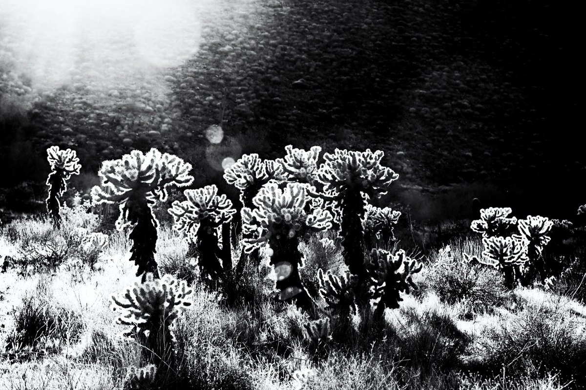 grasp
#arizona #cacti #teddybearcholla #bnw #lightandshadow