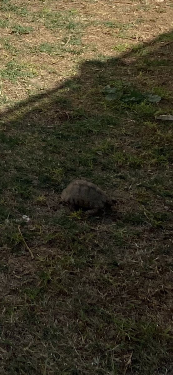Rad tortoise