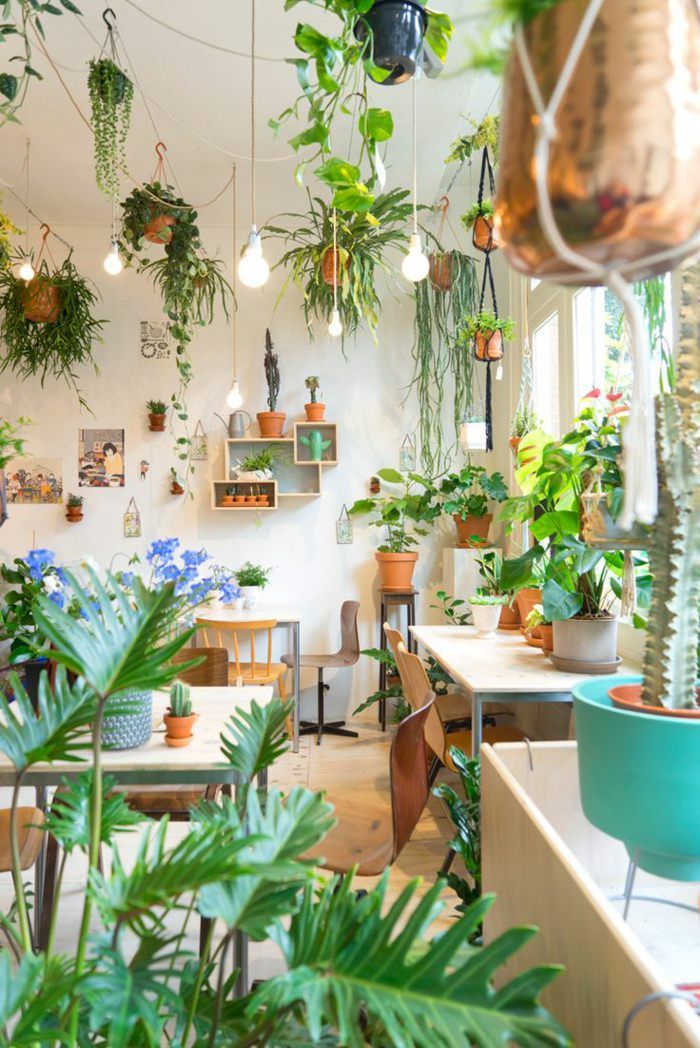 Indulge in your plant obsession and let nature flourish within your space! 🌿✨

#IndoorJungleVibes #PlantInspiration #GreenInteriors #BotanicalBliss #LeafyDecor #PlantLove #InteriorGarden #IndoorOasis #HomeWithPlants #PlantDecor