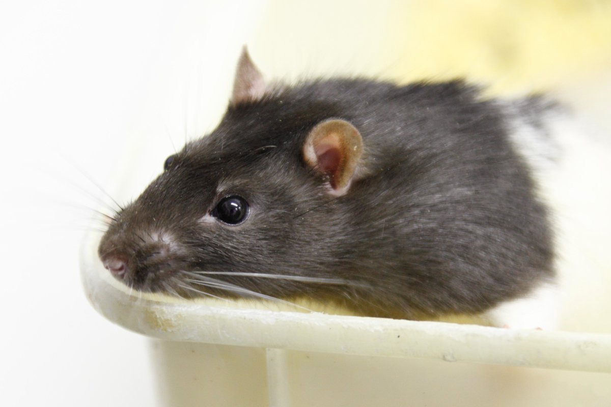 We welcome the announcement just made in Parliament by the UK Minister for Science, Innovation and Technology, that a plan will be published by the summer aimed at accelerating the development, validation and uptake of alternative methods to replace the use of animals in science