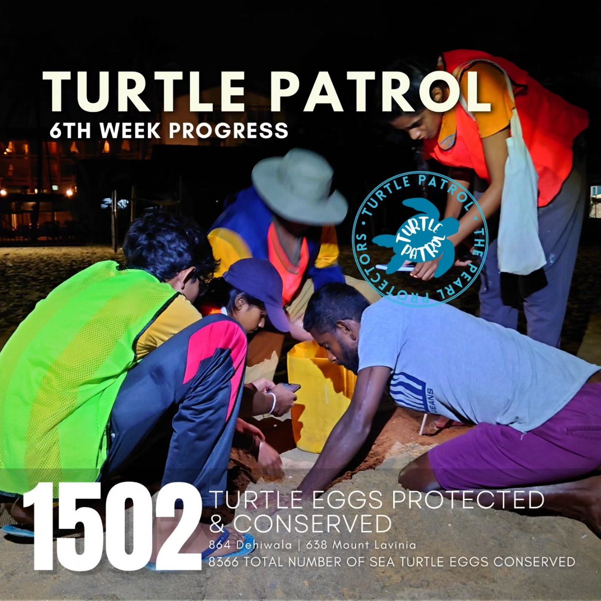 Turtle Patrol steps into it's 6th week of Patrolling 1502 turtle eggs were #exsitu conserved in Mt Lavinia & Dehiwala. These beaches are one of the only few urban beaches globally where sea turtles nest During the total patrolling duration, 8366 eggs have been conserved