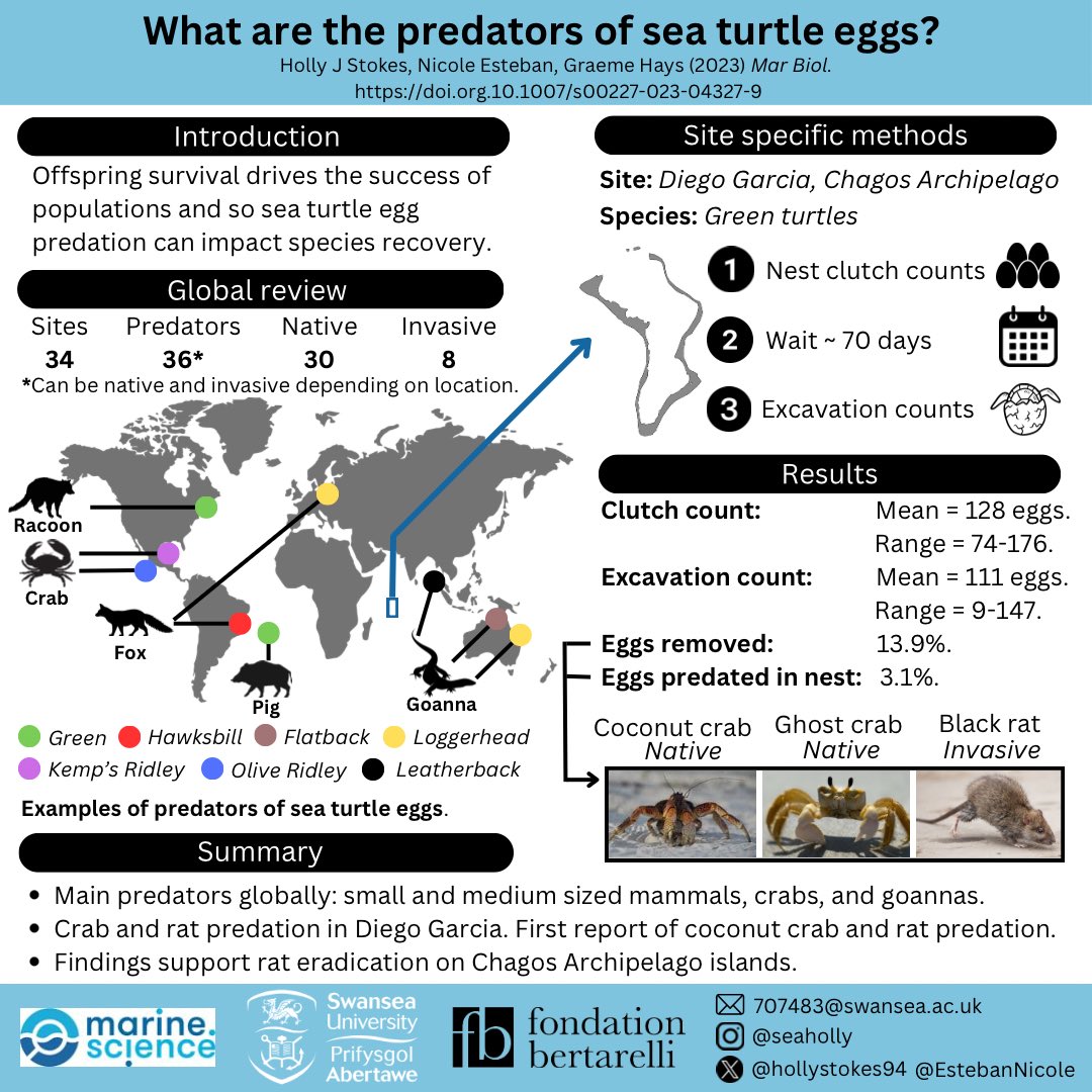 What are the predators of sea turtle eggs? 🤔 🌍 38 predators globally. Mammals, crabs & goannas. 🥚 Green turtle egg #predation in #chagos. To our knowledge the 1st record of coconut crab and invasive rat predation. 🐀 Support rat eradication in Chagos