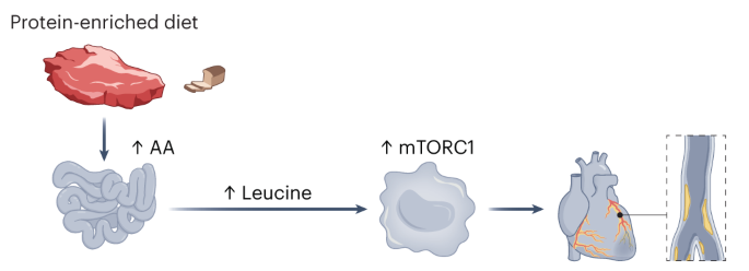 Online now! A leucine–macrophage mTORC1 connection drives increased risk of atherosclerosis with high-protein diets dlvr.it/T2yhLx