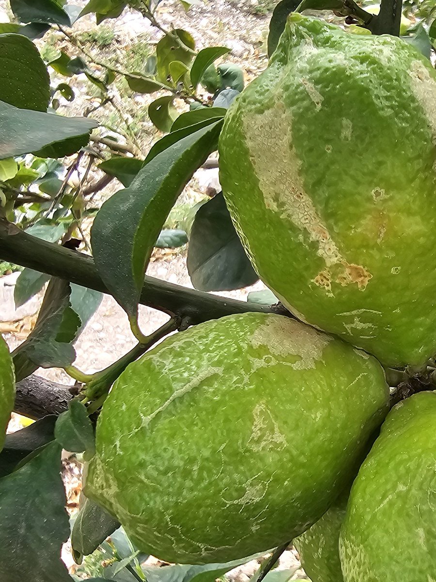 opcitex's tweet photo. Damages of Scirtothrips aurantii in the out of season lemons. Remember that this pest is the main challenge for the southafrican citrus farmers. Watch it from now on the new shoots &amp; from moment that petals fall, in fruitlets. 5% presence then, means treatment without any doubt. https://t.co/vPueSqzz97