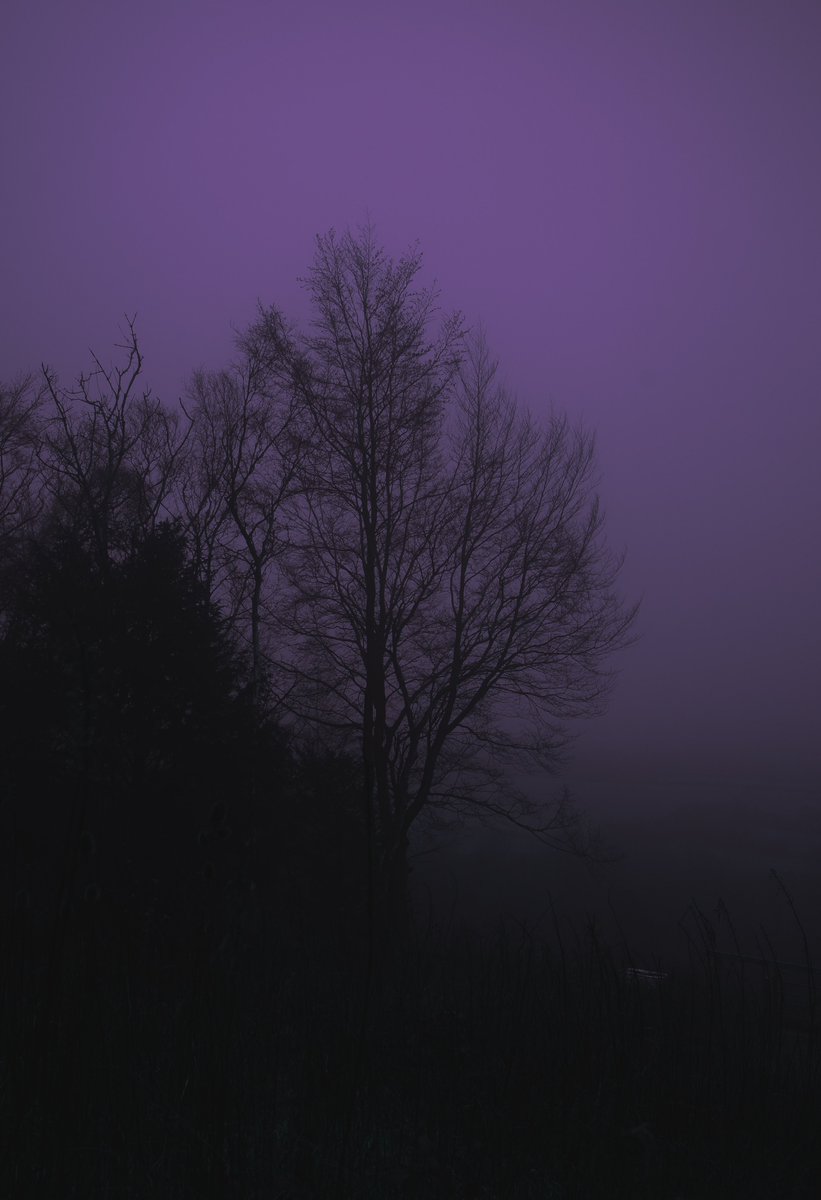 zosphotos's tweet photo. purple https://t.co/qkmuYEtMz3